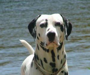 puzzel Dalmatische hond met zijn huid bedekt met vlekken