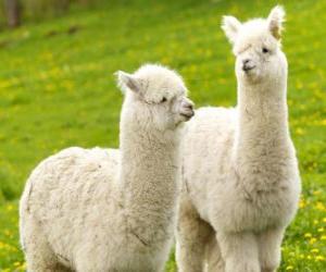 puzzel De alpaca is een binnenlandse soorten