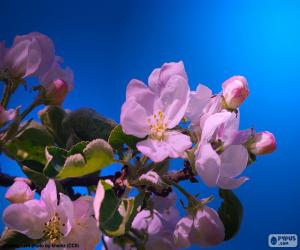 puzzel De apple boom bloemen