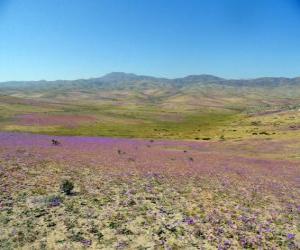 puzzel De Atacama woestijn in Chili floride