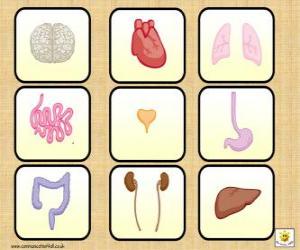puzzel De belangrijkste organen van het menselijk lichaam
