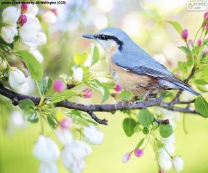 puzzel De blauwe vogel van de hemel