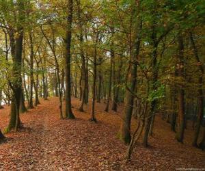 puzzel De bomen van een bos