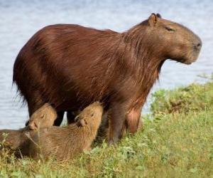 puzzel De capibara is een knaagdier uit de familie Caviidae