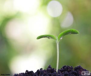 puzzel De geboorte van een plant