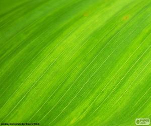 puzzel De groene kleur