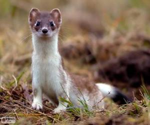 puzzel De hermelijn is een vleesetende zoogdier