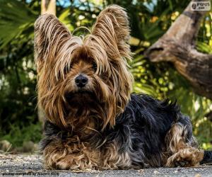 puzzel De hond van de terriër