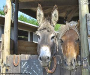 puzzel De hoofden en de pony van de ezel