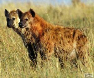 puzzel De hyena 's