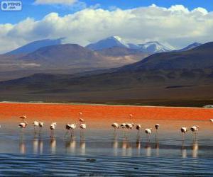 puzzel De Laguna Colorada, Bolivia