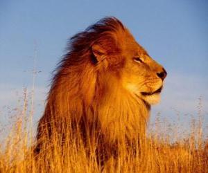 puzzel de mannelijke leeuw met zijn manen