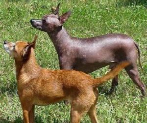 puzzel De Mexicaanse Naakthond is een zeldzame, haarloze ras van de hond waarvan de grootte varieert sterk. Het is ook wel bekend als Xoloitzcuintle