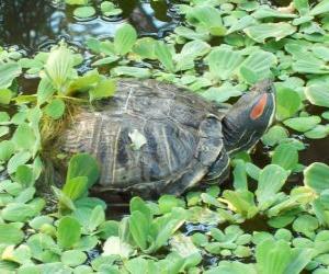 puzzel De roodwangschildpad of roodwangsierschildpad