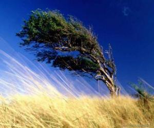 puzzel De sterke wind raakt een boom