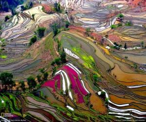 puzzel De terrassen van Yunnan, China