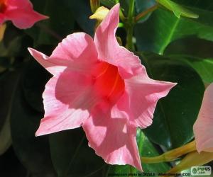 puzzel Dipladenia roze bloem