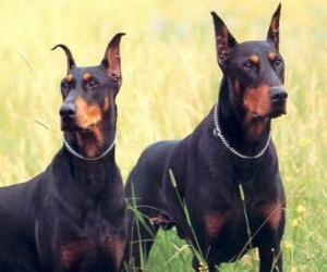 puzzel Doberman Pinscher