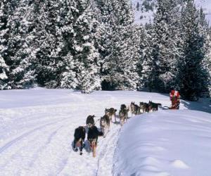 puzzel Dogsledding