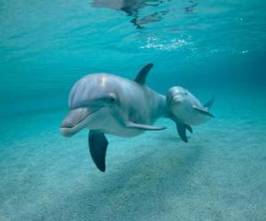 puzzel Dolfijn met een jong zwemmen in de zee