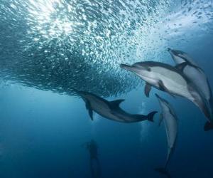 puzzel Dolfijn vissen sardines