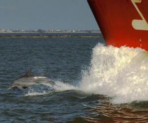 puzzel dolfijn zwemmen en springen in de voorkant van een boot