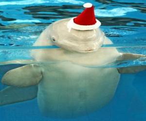 puzzel Dolfijnen met Kerstman hoed