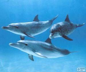 puzzel Dolfijnen zwemmen in de zeebodem