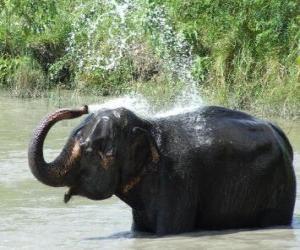 puzzel Douche van de olifant - olifant die met het water van een vijver vernieuwd onder de zon van de savanne