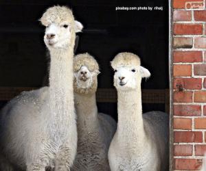 puzzel Drie Alpaca's