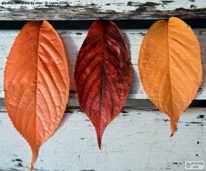 puzzel Drie bladeren van de herfst