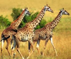 puzzel Drie giraffen