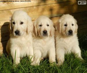 puzzel Drie gouden retriever puppies