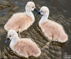 puzzel Drie kleine zwanen