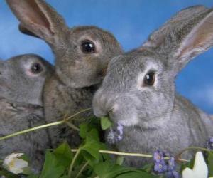 puzzel Drie konijnen