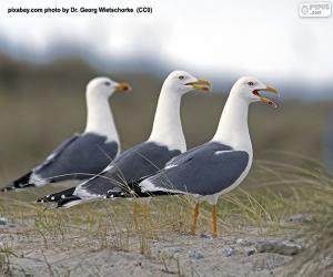 puzzel Drie meeuwen