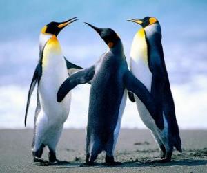 puzzel Drie prachtige pinguïns