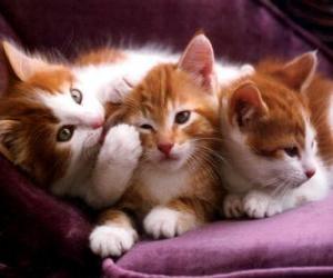 puzzel Drie witte en bruine kittens