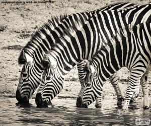 puzzel Drie Zebra's, drinken