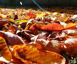 puzzel Droge bladeren in de herfst