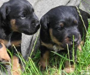 puzzel Duitse jachtterriër Puppies