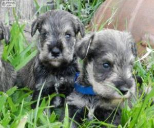 puzzel Dwergschnauzer pups