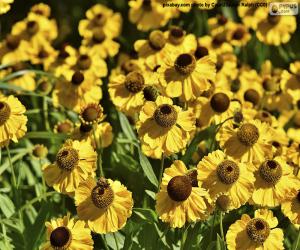 puzzel Echinacea Bloemen