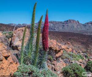 puzzel Echium wildpretii, Tenerife