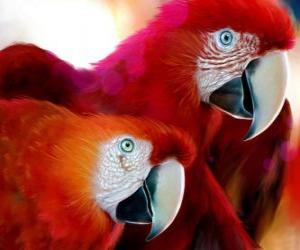 puzzel Echtpaar van papegaaien
