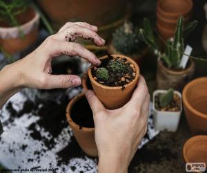 puzzel Een cactus planten