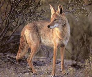 puzzel Een coyote