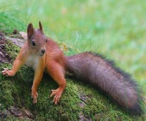 puzzel Een eekhoorn, knaagdier dier met een mooie staart