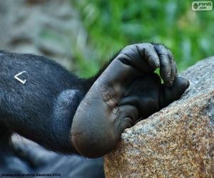 puzzel Een gorilla-voet