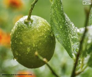 puzzel Een groene citroen